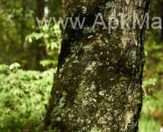 minecraft apk indir 1.19